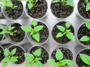 Seedlings fertilized with Gumi