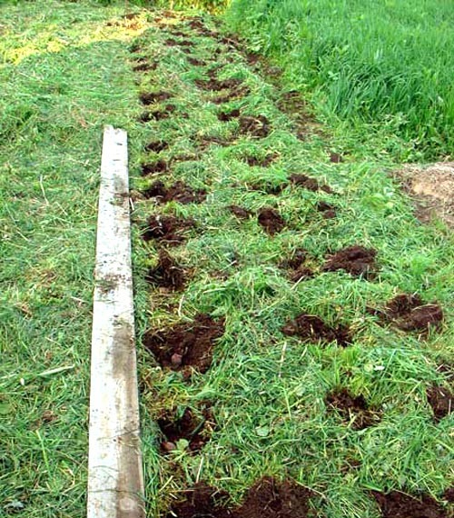 Sowing mustard as siderata