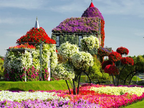 Fertilizante AVA para o cultivo de flores