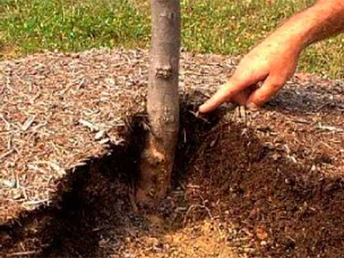 نشارة التربة لزيادة الخصوبة