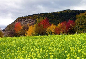 Сјетва зеленог стајског гноја у јесен прије зиме