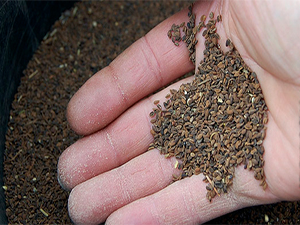 Sjemenke fićelije za uzgoj kao zeleno stajsko gnojivo