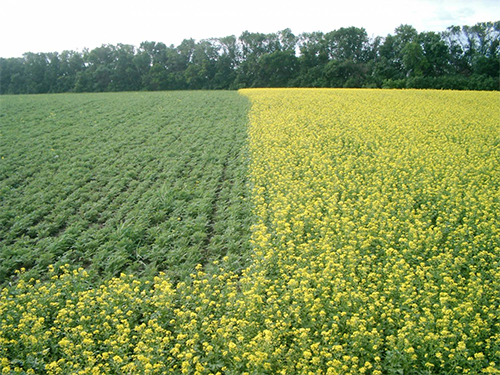 Različite vrste zelenog stajskog gnojiva za različite biljke na jednom polju