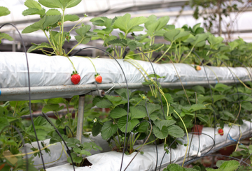 jordbær i hydroponics