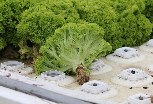 salată cultivată hidroponic