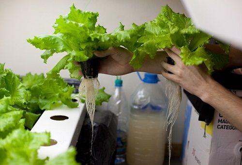 hydroponically grow salad