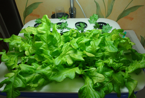 hidroponski uzgojena salata