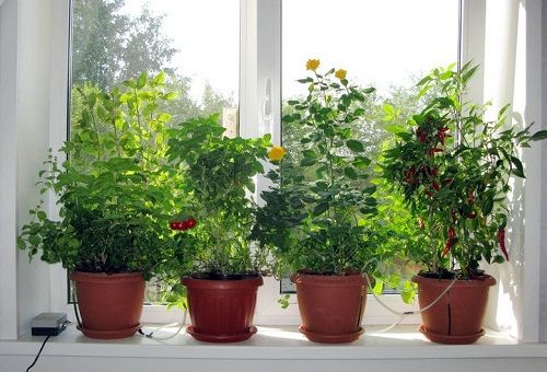 Ang hydroponics sa windowsill
