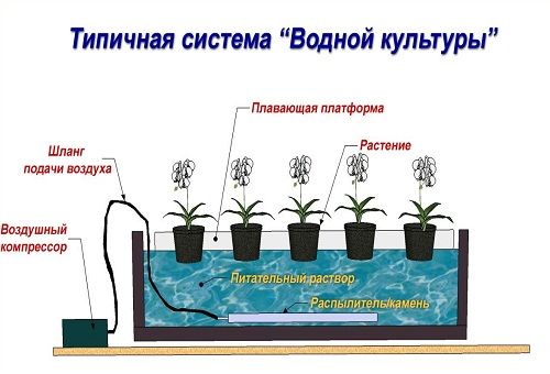 Ang disenyo ng pinakasimpleng halaman ng hydroponic