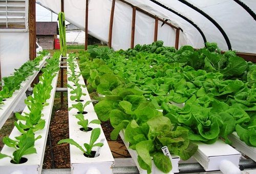 uprawa roślin w hydroponice