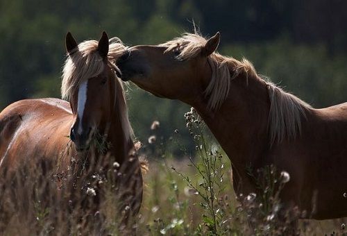 סוסים בשדה