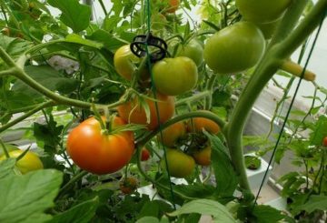 גידול עגבניות בעזרת הידרופוניקה