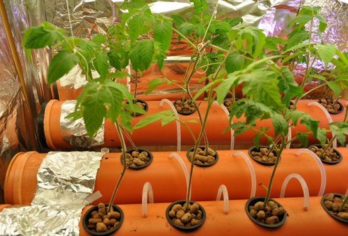 odling av tomater med hydroponik