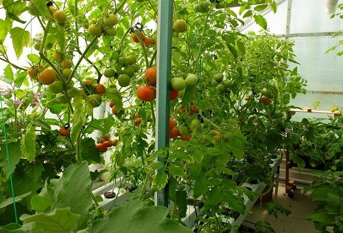 גידול עגבניות בעזרת הידרופוניקה