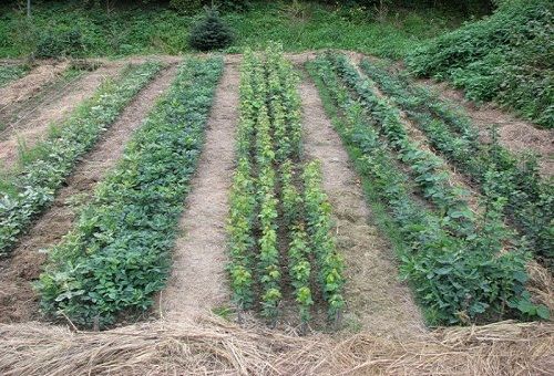 potatoes and green manure