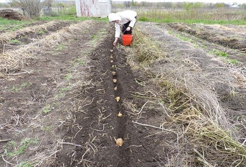 sowing green manure