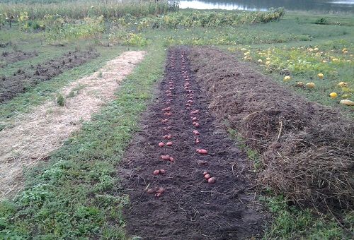 sowing potatoes