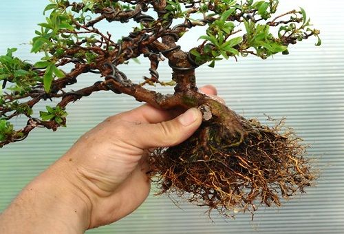 rădăcini de azalee