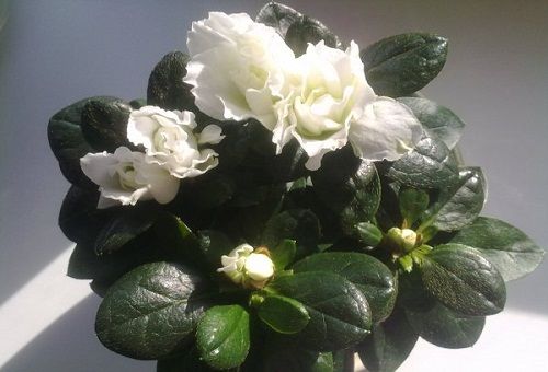 azalea white