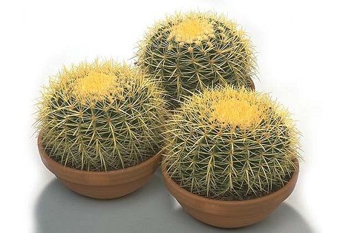 trīs kaktusi