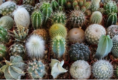 dažādu veidu kaktusi