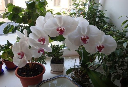 orquídeas em vasos