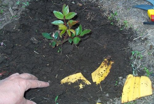 kopanie banánových šupiek do zeme