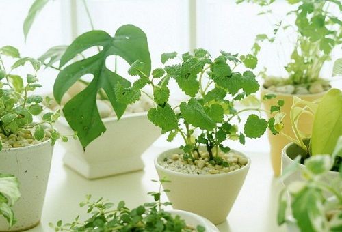 domáce rastliny