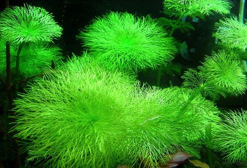 akvarijska biljka