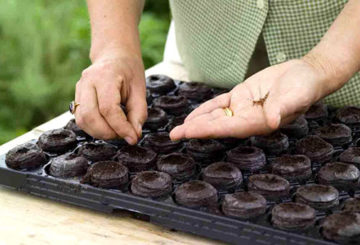 Planting seeds in peat tablets