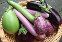 Frukter av olika typer av aubergine