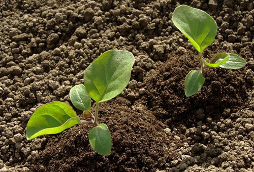 Loose soil for seedlings
