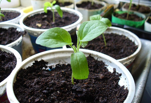 Young eggplant seedlings