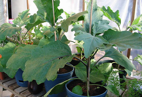Eggplant in the greenhouse