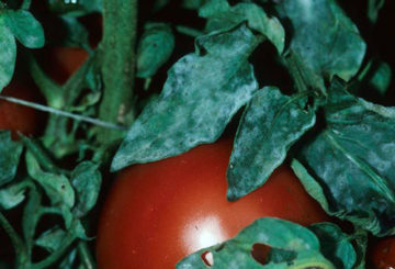 Mączniak prawdziwy na pomidorach