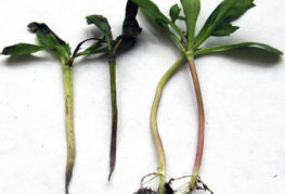 Black leg of tomato seedlings