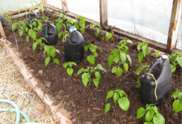 Papriky ve skleníku