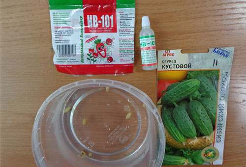 Treatment of cucumber seeds with HB 101