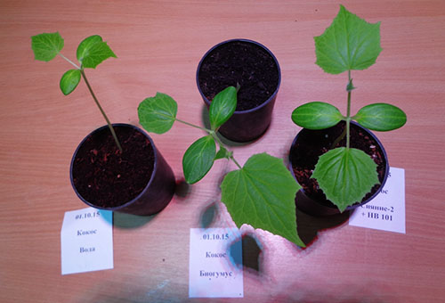 Seedlings with and without feeding