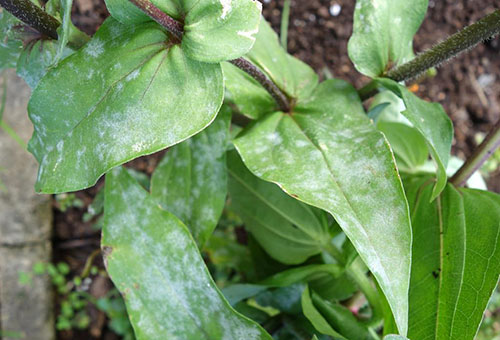 Zinnia leaf spots