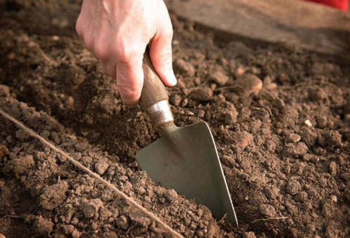 Preparing the soil for planting seedlings