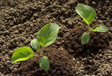 Semis d'aubergine plantés en jardin