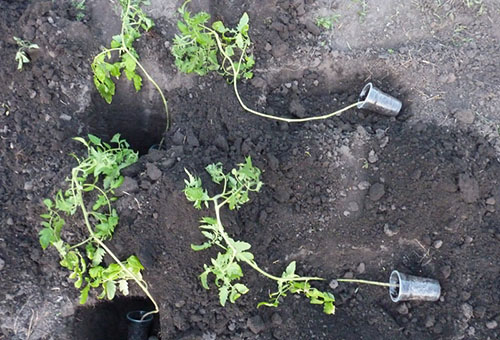Засаждане на обрасли домати разсад