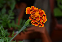 Marigold kukka