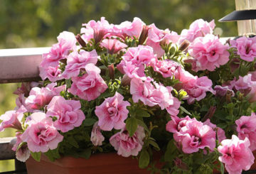 Roze petunia