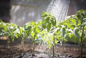 Pemberian daun pokok benih tomato