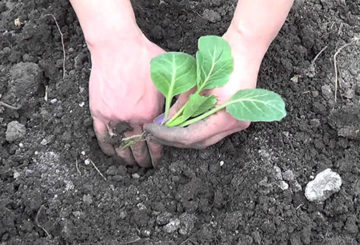Planting cabbage seedlings