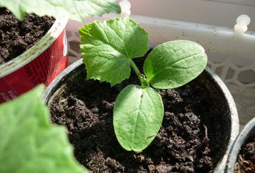 Les semis de citrouille dans un pot