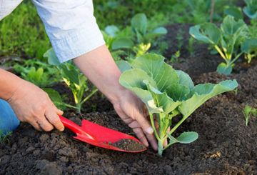 Planter du chou