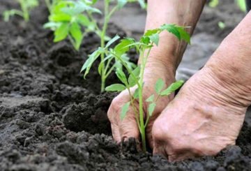 Planter des plants de tomates